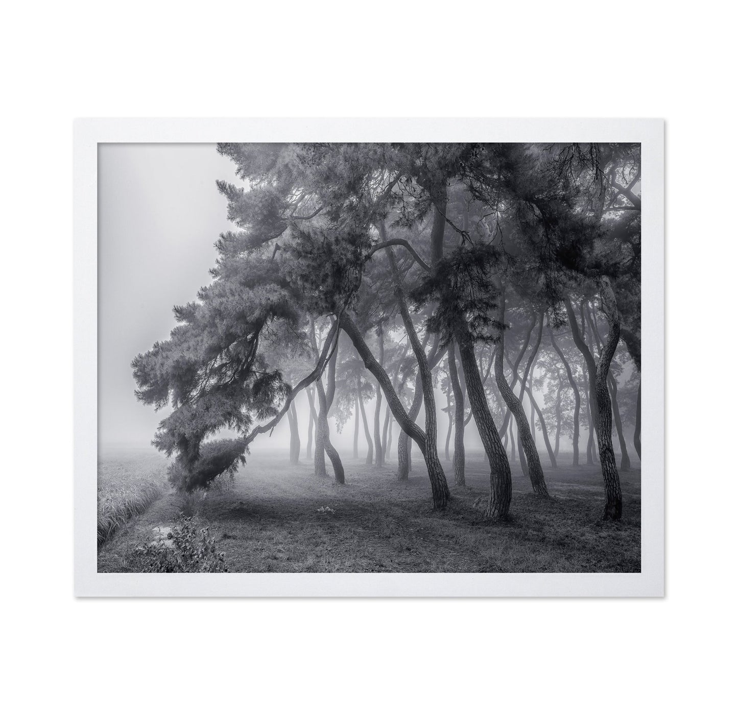 Foggy Pine Forest