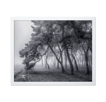 Foggy Pine Forest