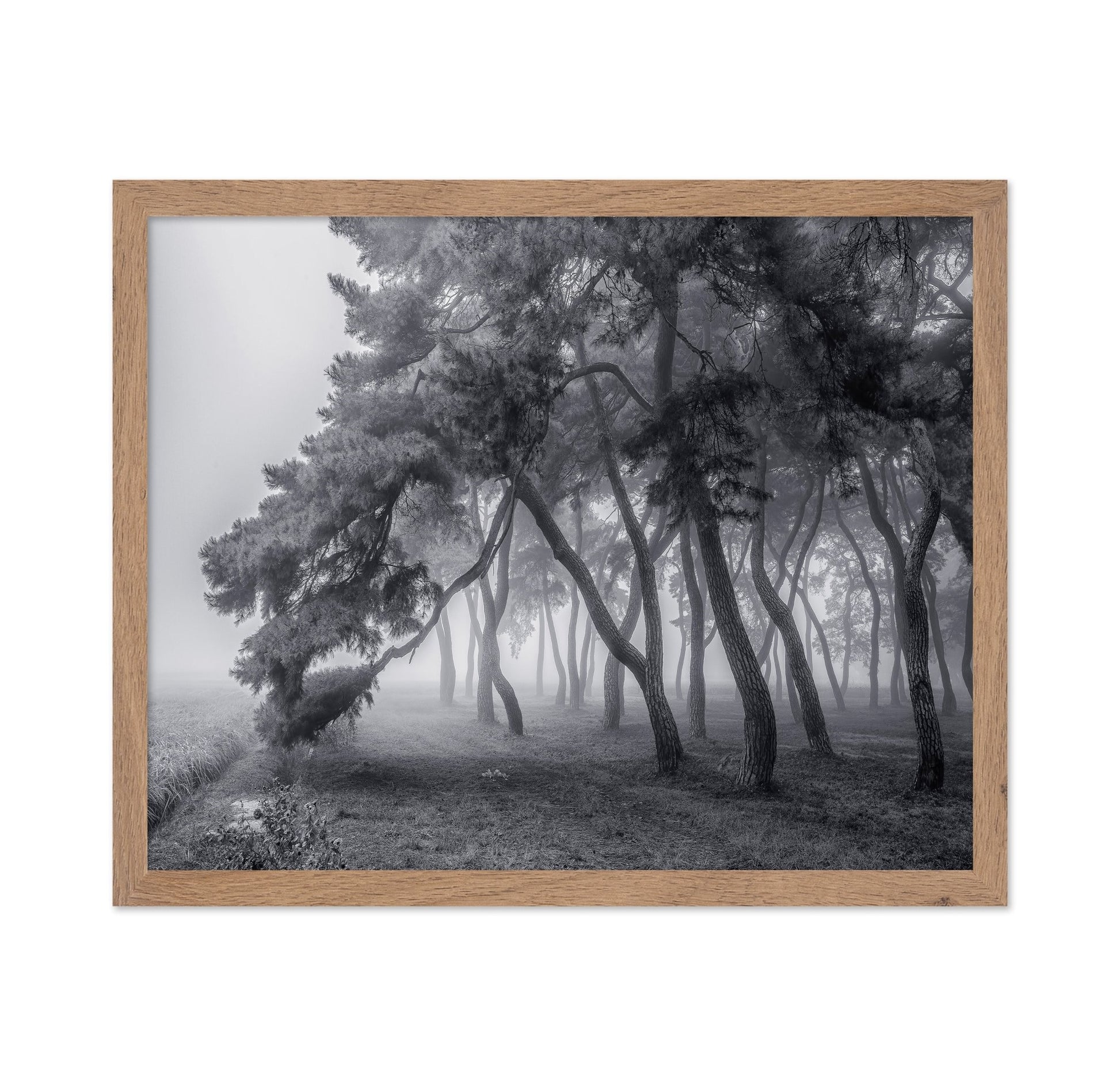 Foggy Pine Forest