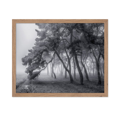 Foggy Pine Forest