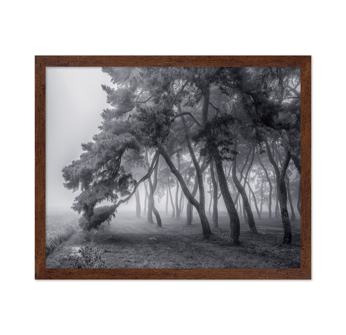 Foggy Pine Forest