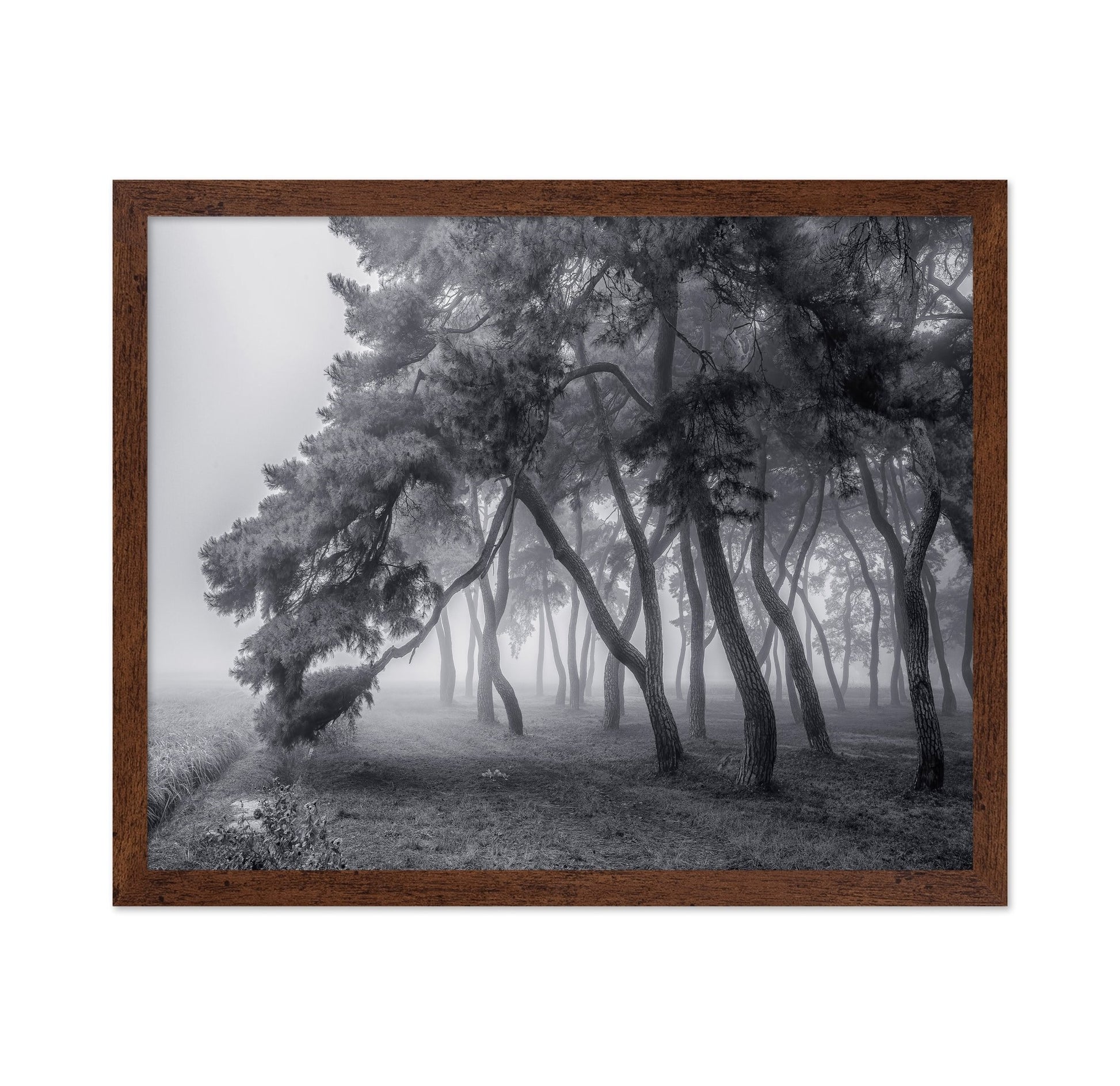 Foggy Pine Forest