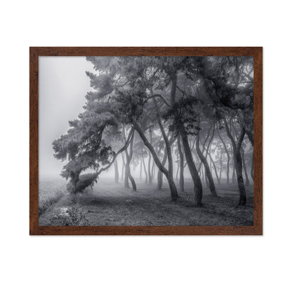 Foggy Pine Forest