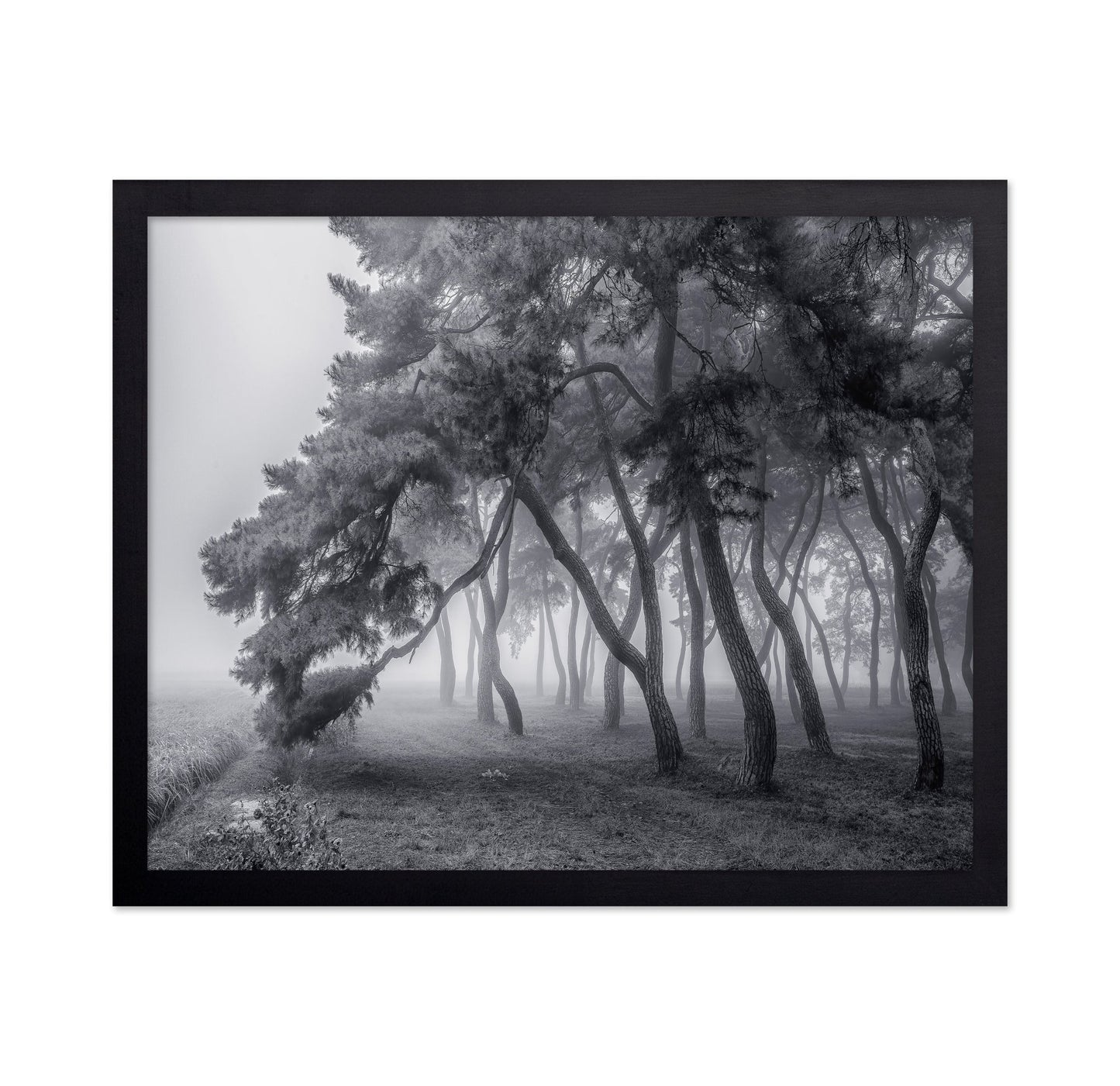 Foggy Pine Forest