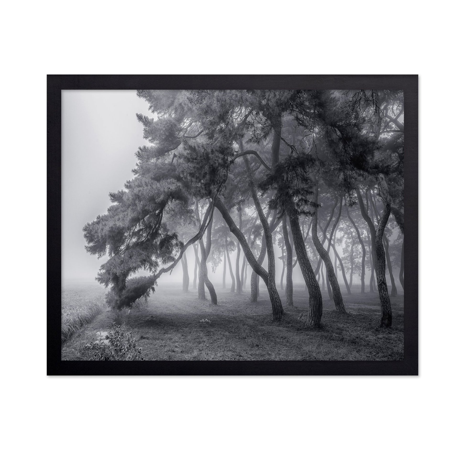 Foggy Pine Forest