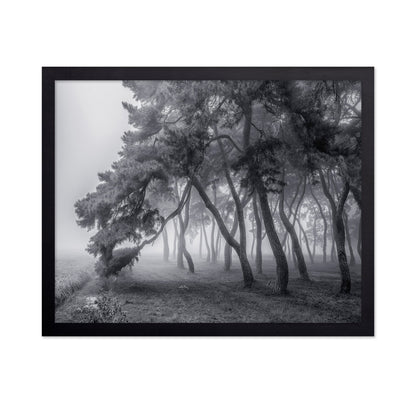 Foggy Pine Forest