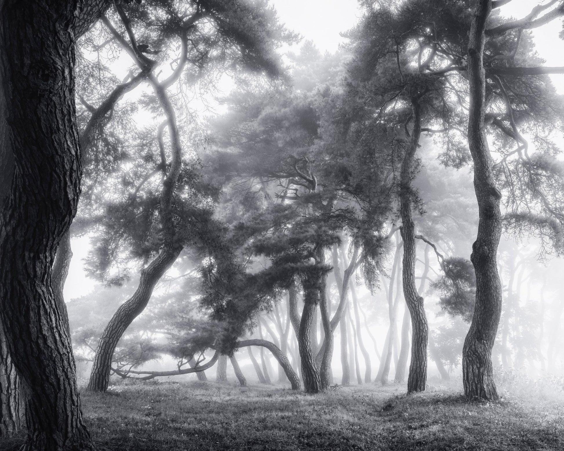 Misty Twisted Forest