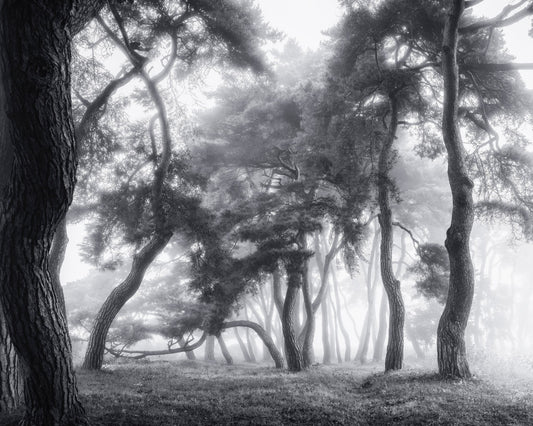 Misty Twisted Forest