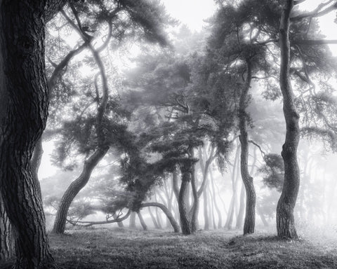 Misty Twisted Forest