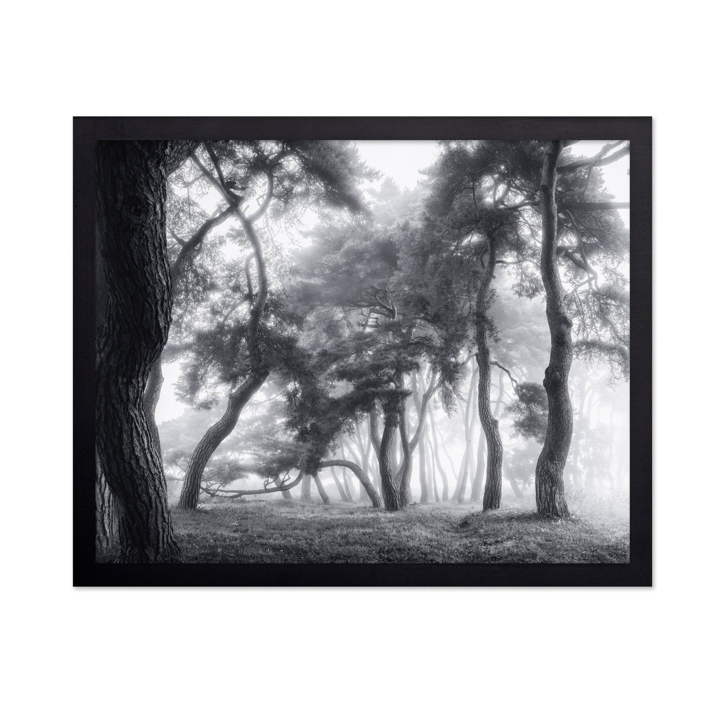 Misty Twisted Forest