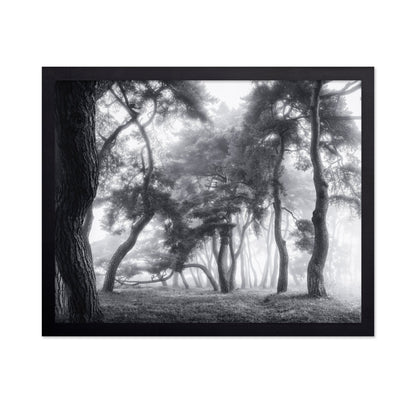 Misty Twisted Forest
