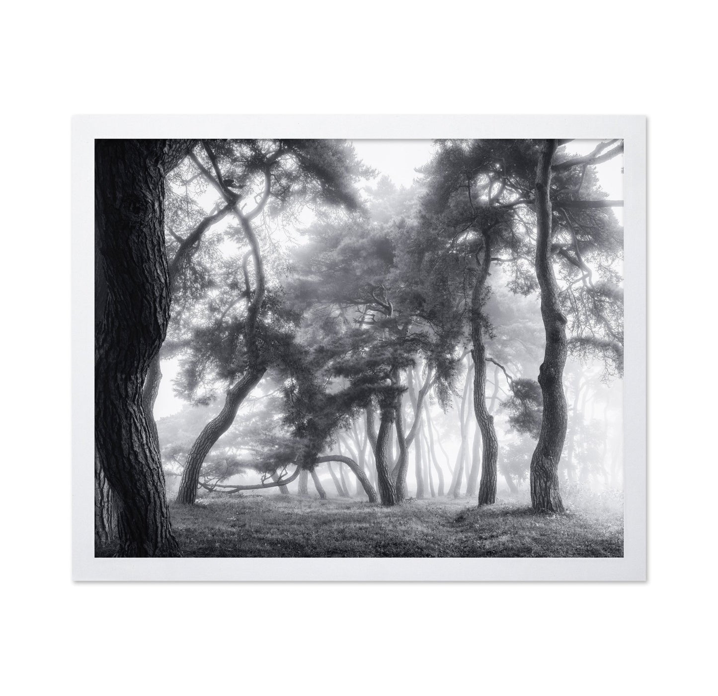 Misty Twisted Forest