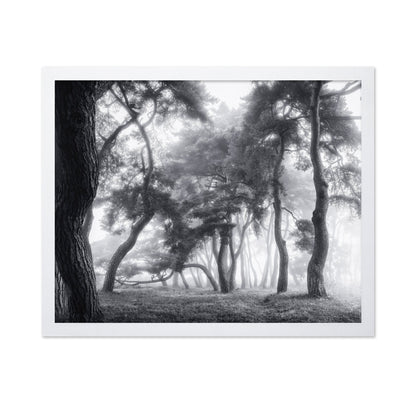 Misty Twisted Forest