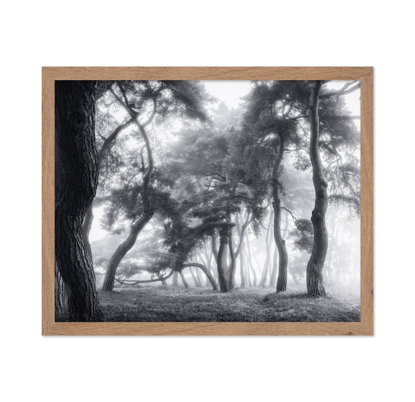 Misty Twisted Forest