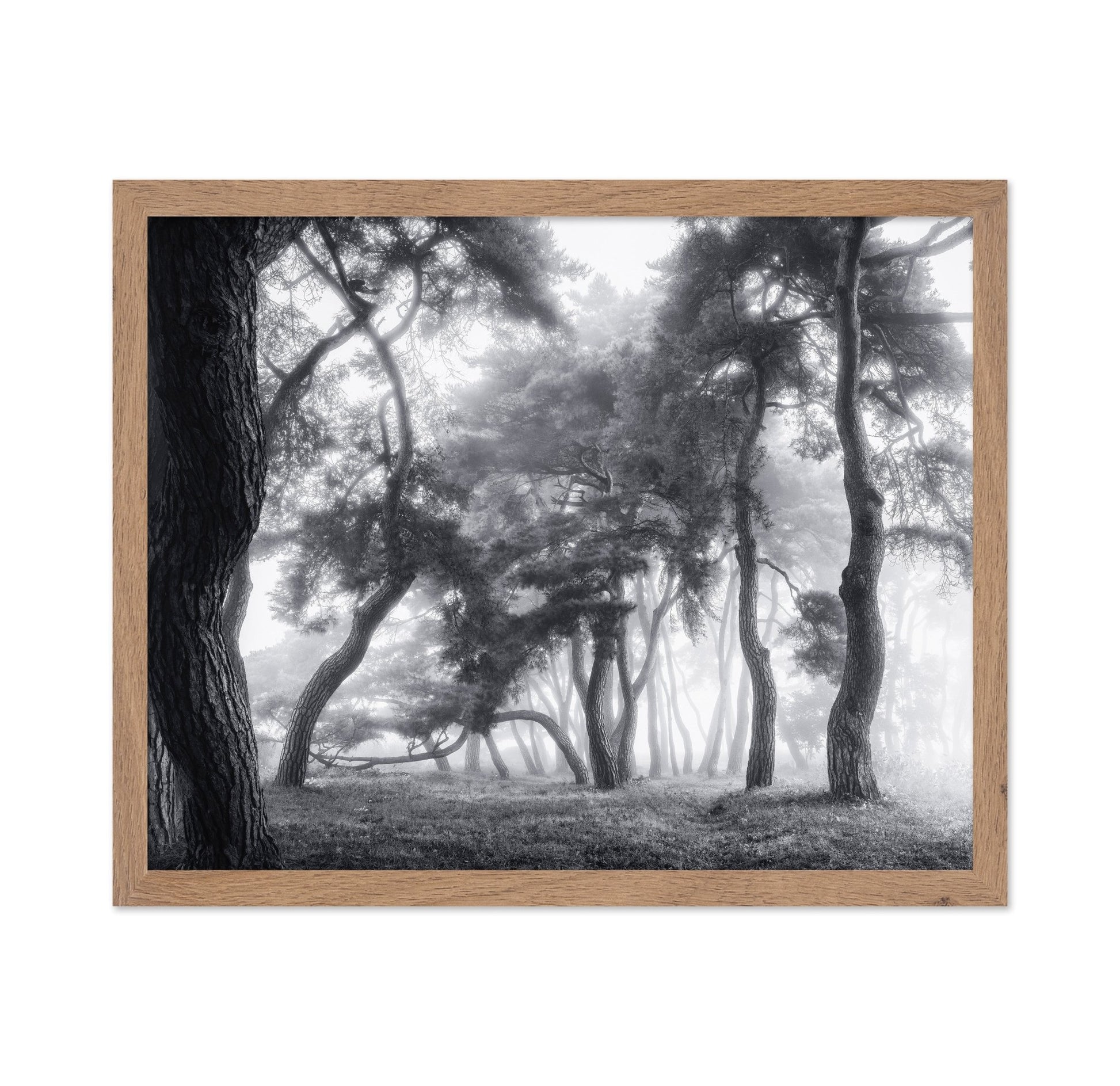 Misty Twisted Forest