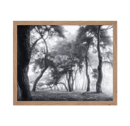 Misty Twisted Forest