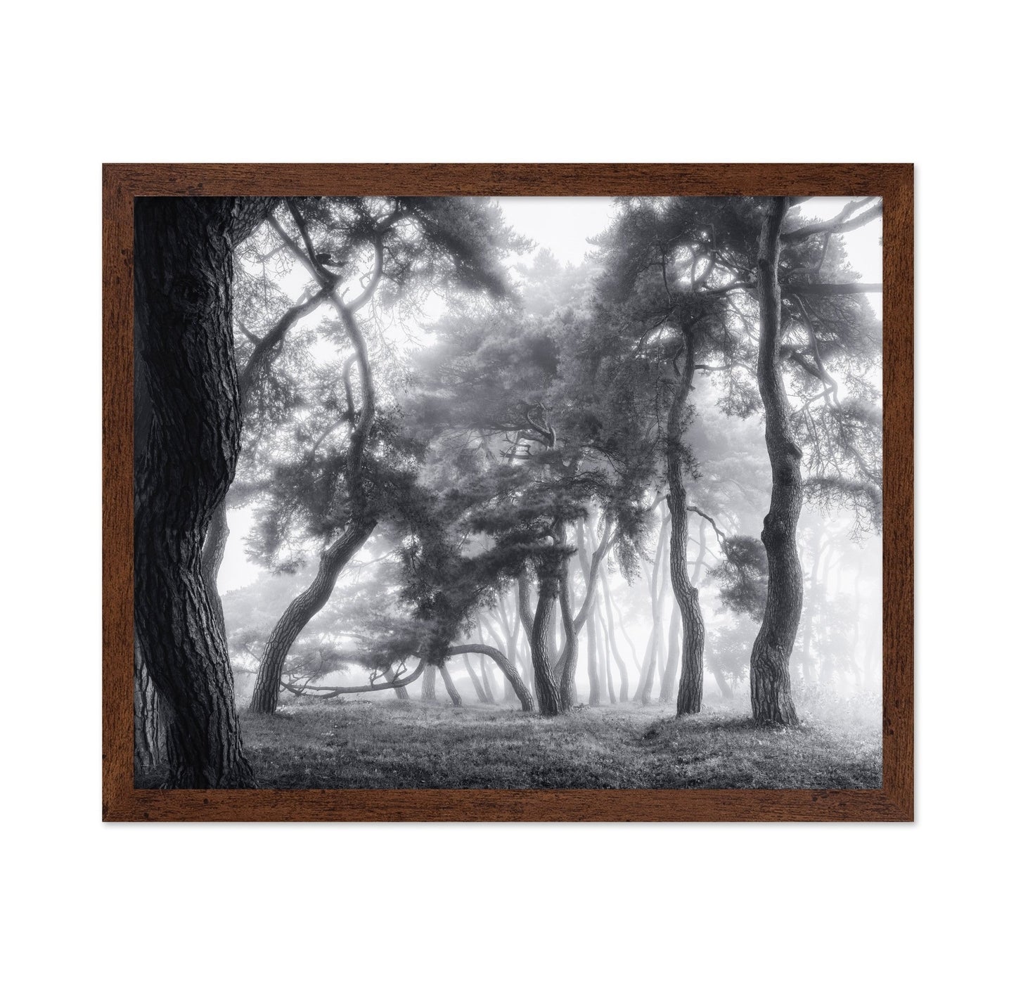 Misty Twisted Forest