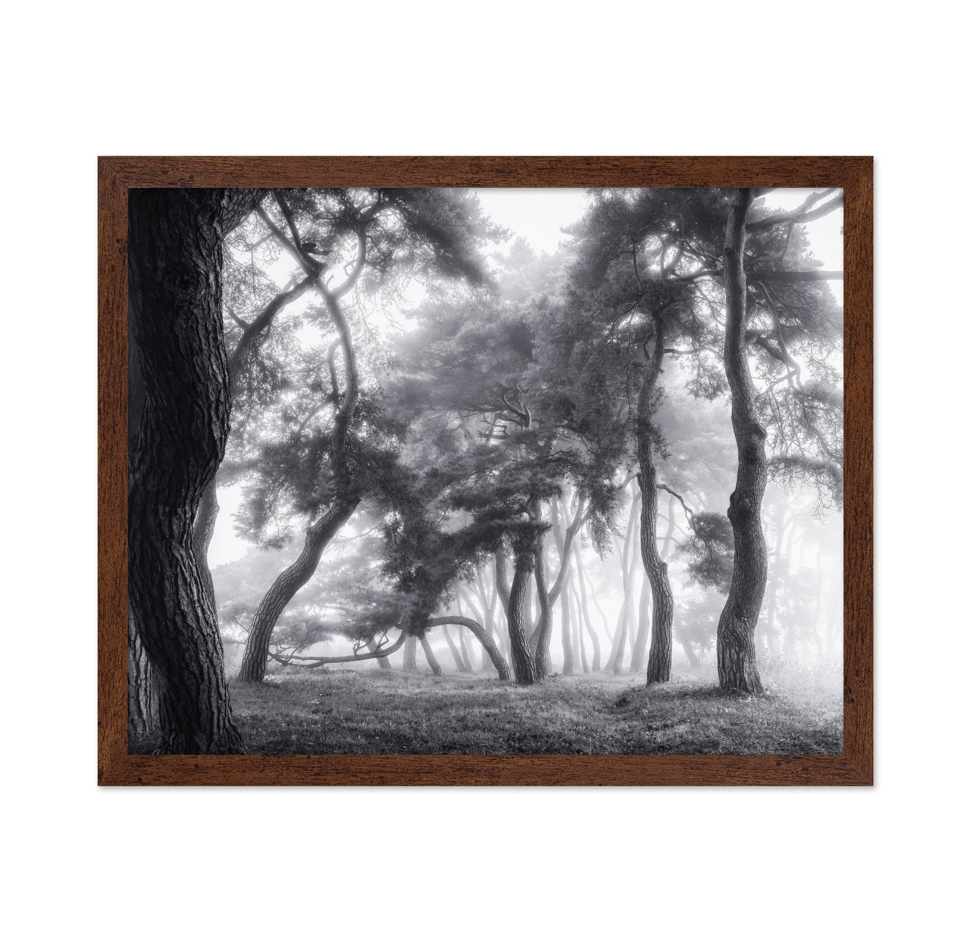 Misty Twisted Forest