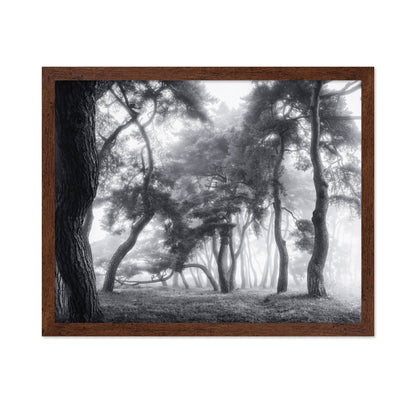 Misty Twisted Forest