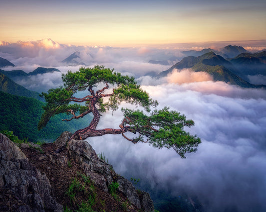Tree Above The Clouds
