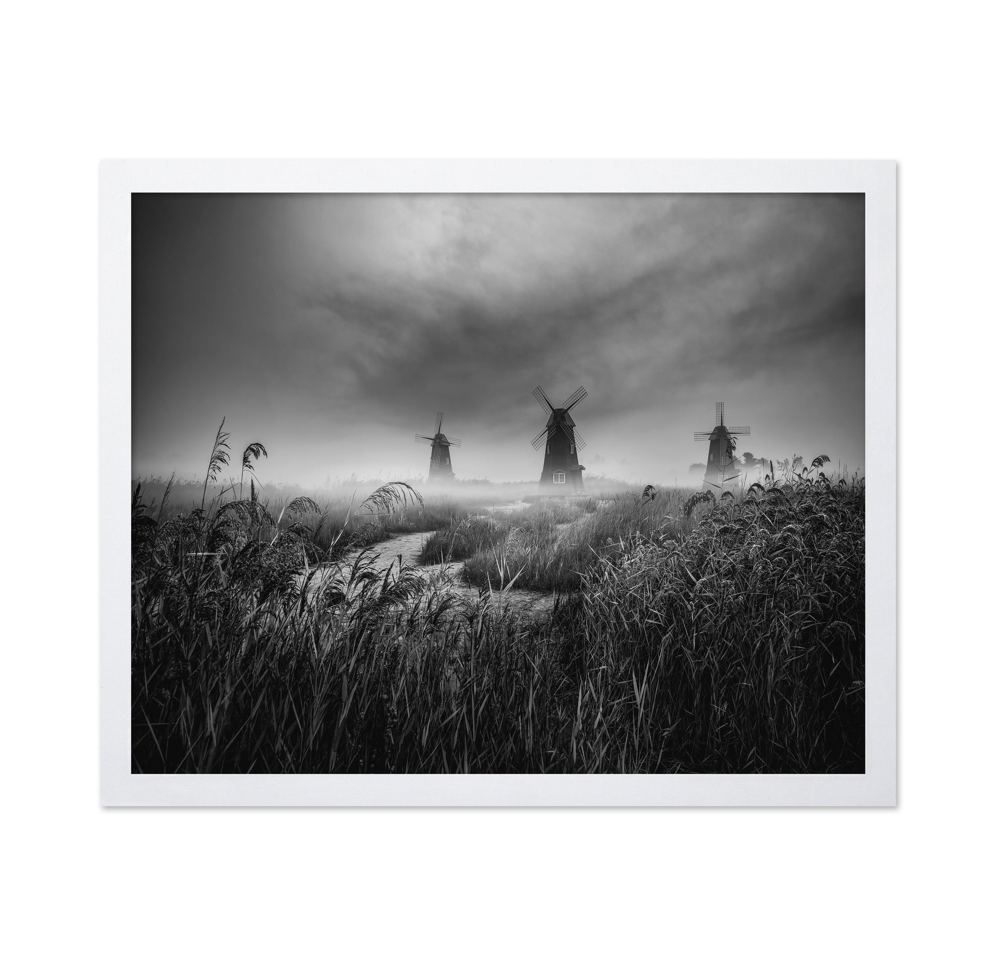 Misty Windmill Fields