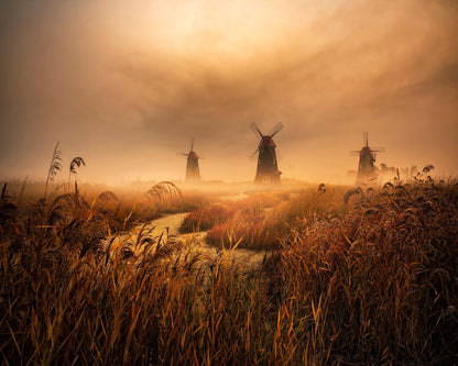 Foggy Windmill Fields