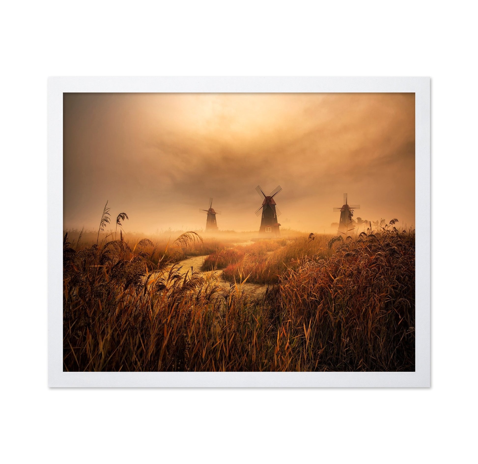 Foggy Windmill Fields