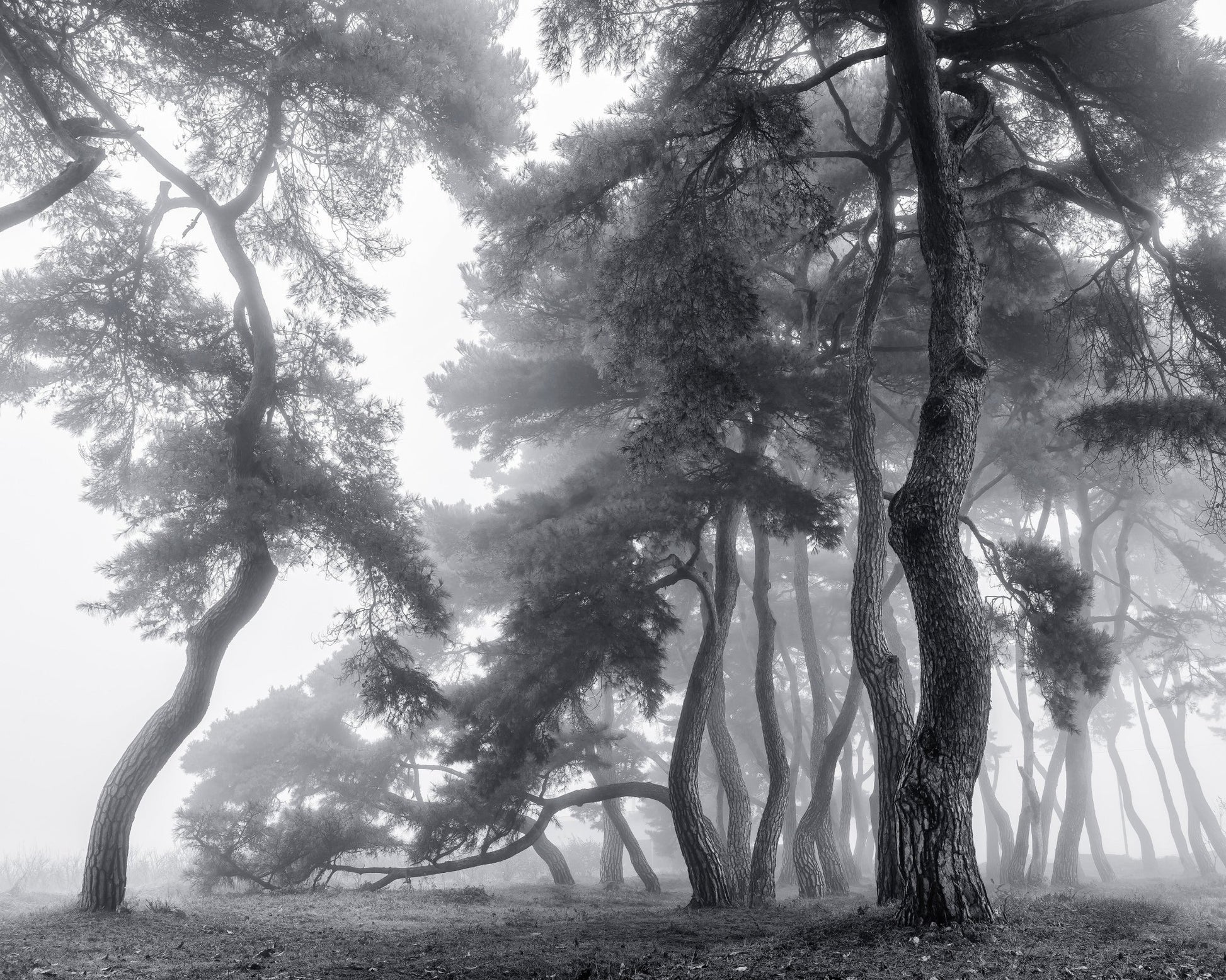 Foggy Forest Silhouettes