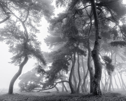 Foggy Forest Silhouettes