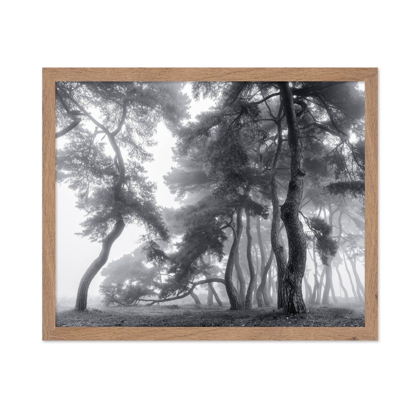 Foggy Forest Silhouettes