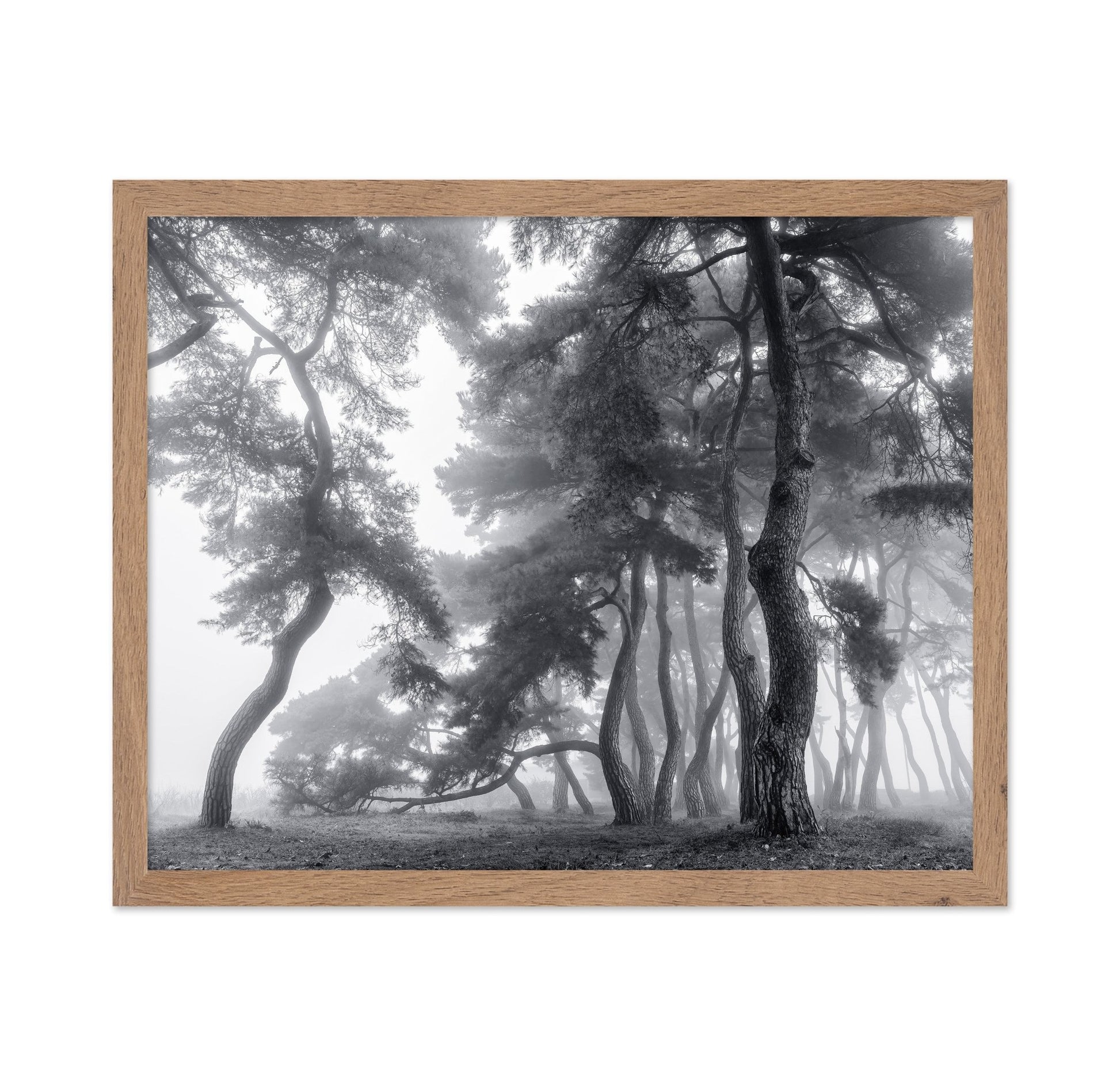 Foggy Forest Silhouettes