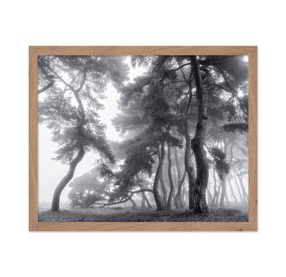 Foggy Forest Silhouettes