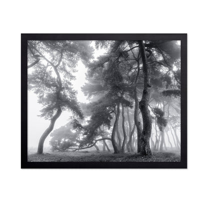 Foggy Forest Silhouettes
