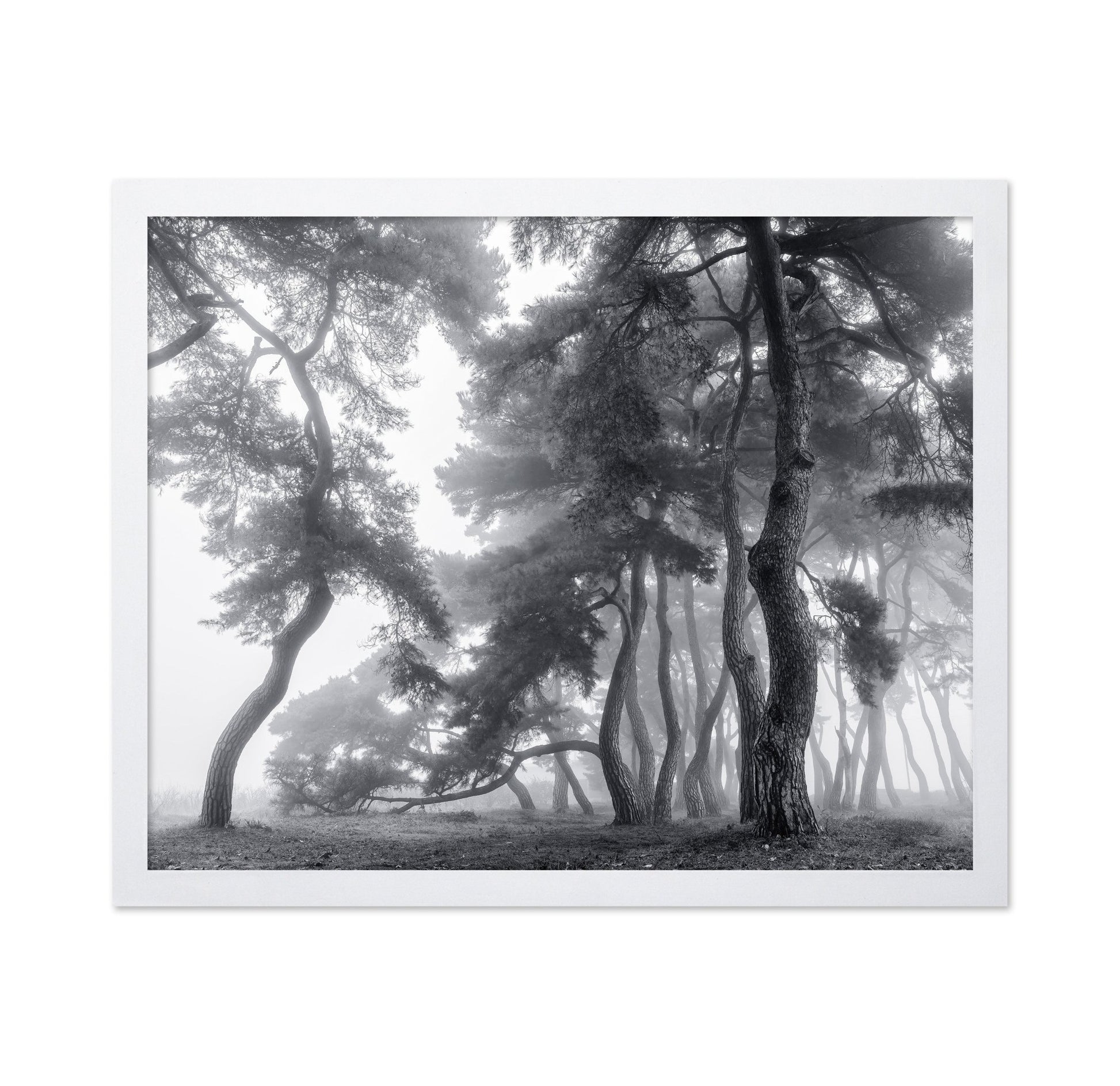 Foggy Forest Silhouettes