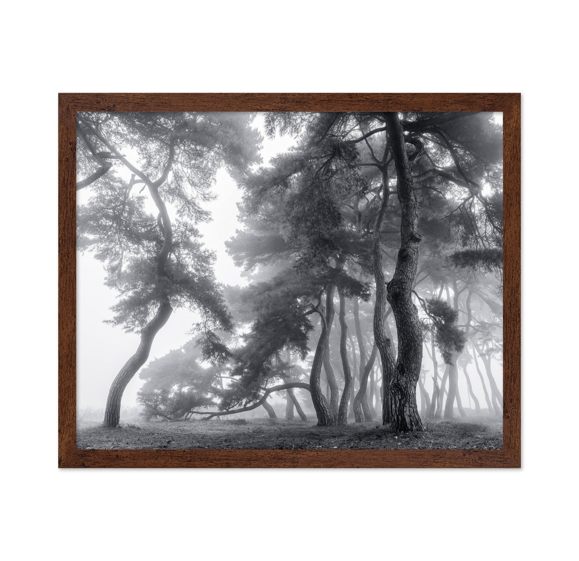 Foggy Forest Silhouettes