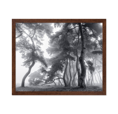 Foggy Forest Silhouettes