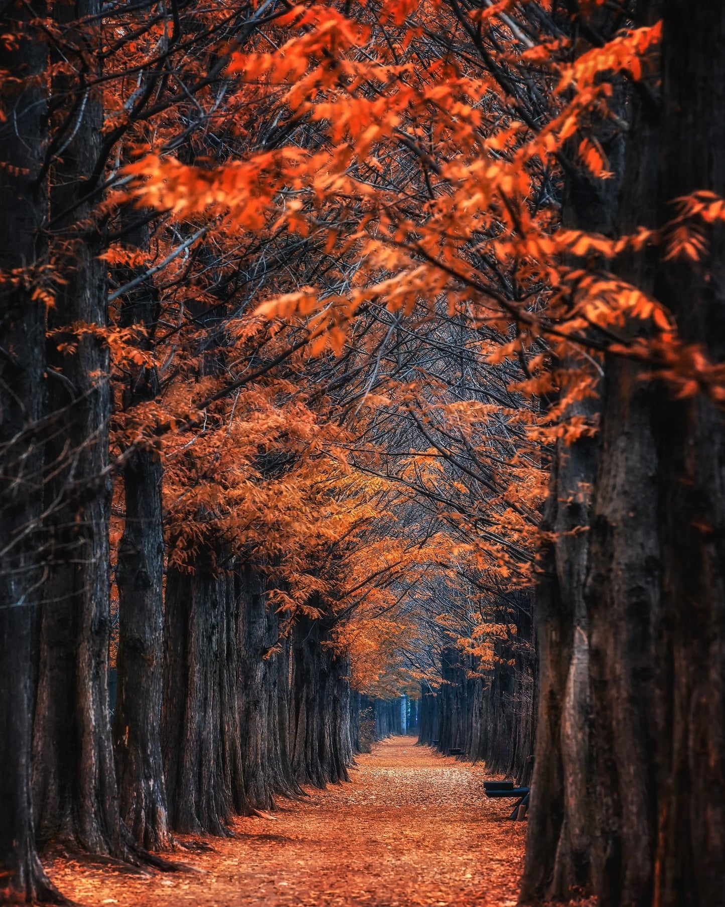 Autumn Tunnel Path
