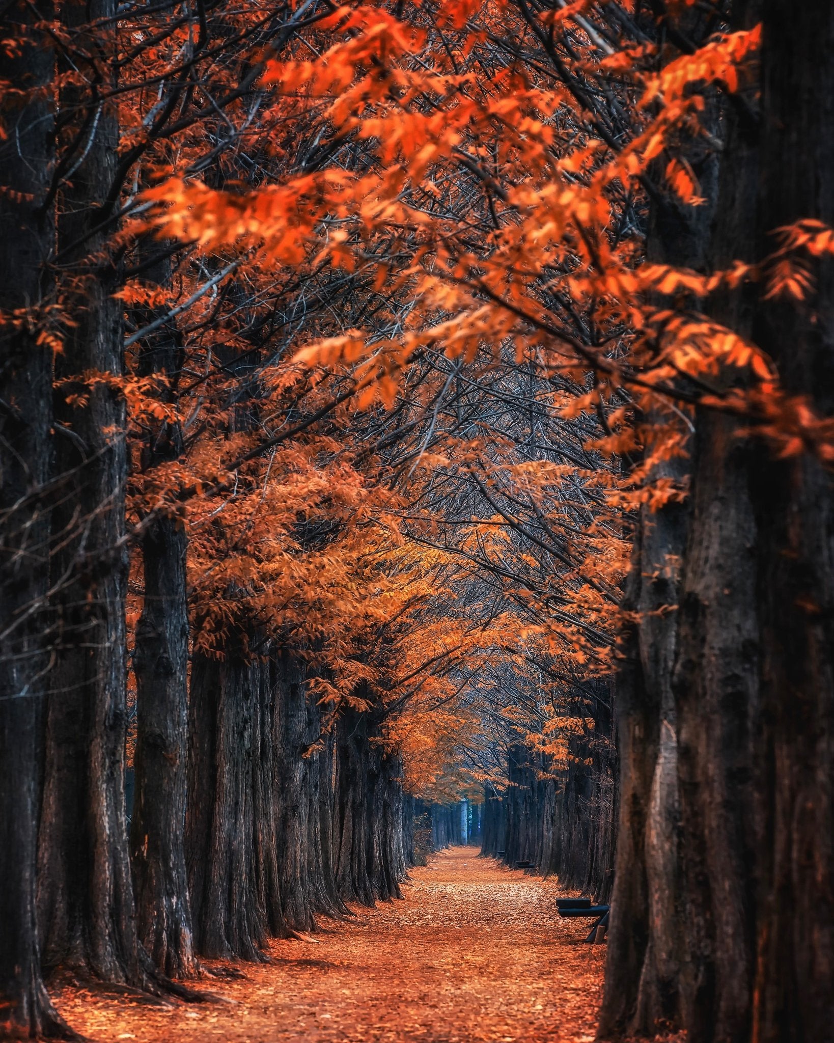 Autumn Tunnel Path