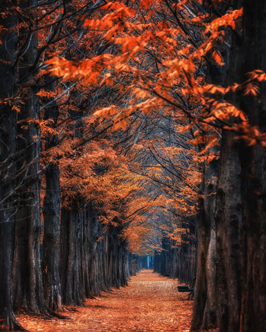 Autumn Tunnel Path