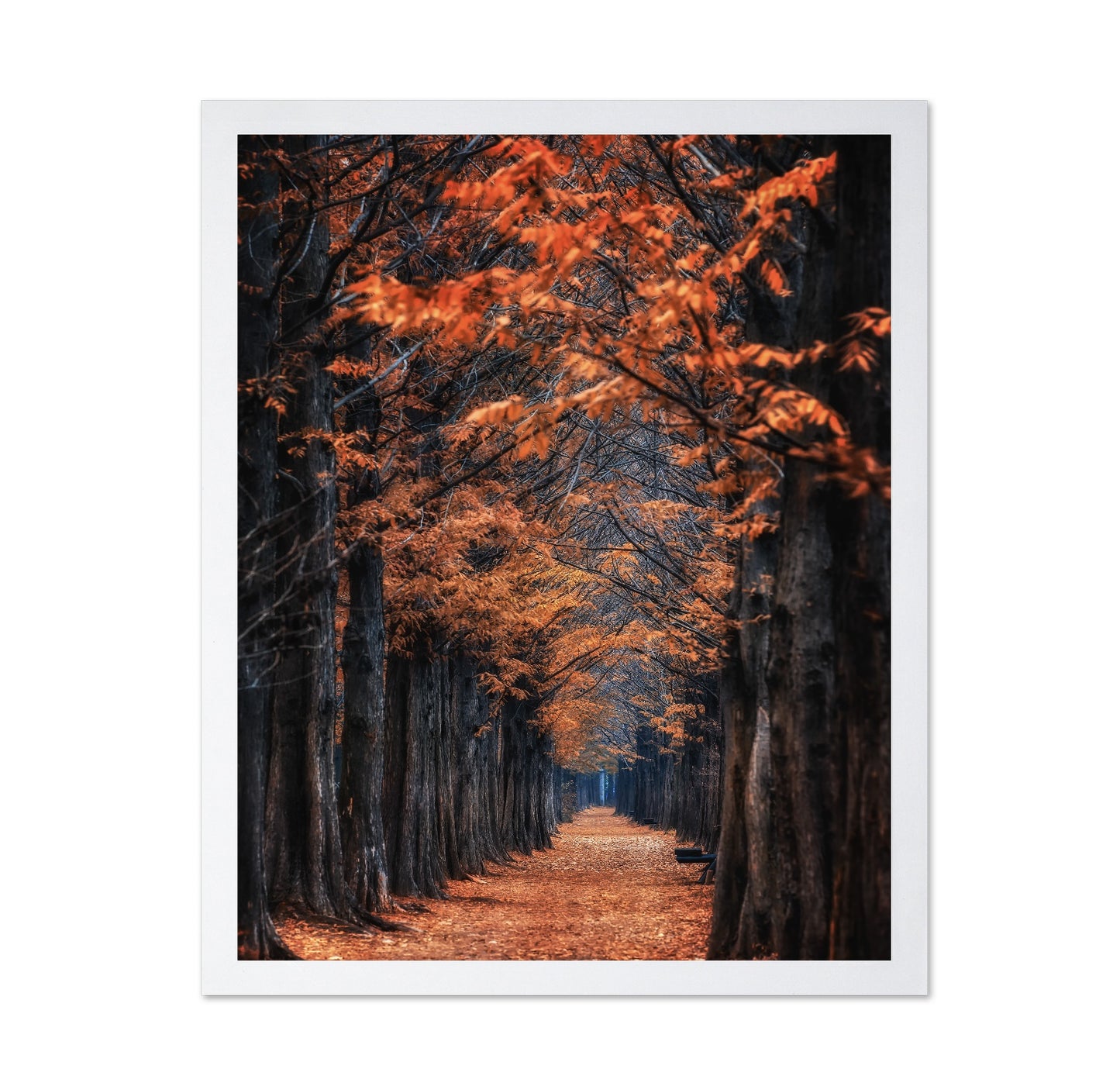 Autumn Tunnel Path