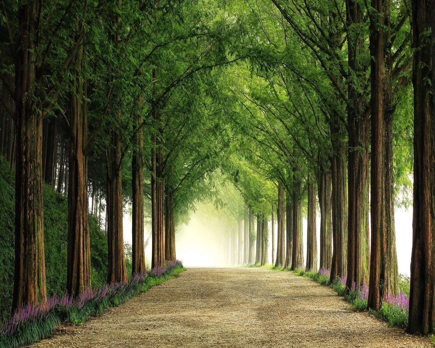 Green Forest Avenue
