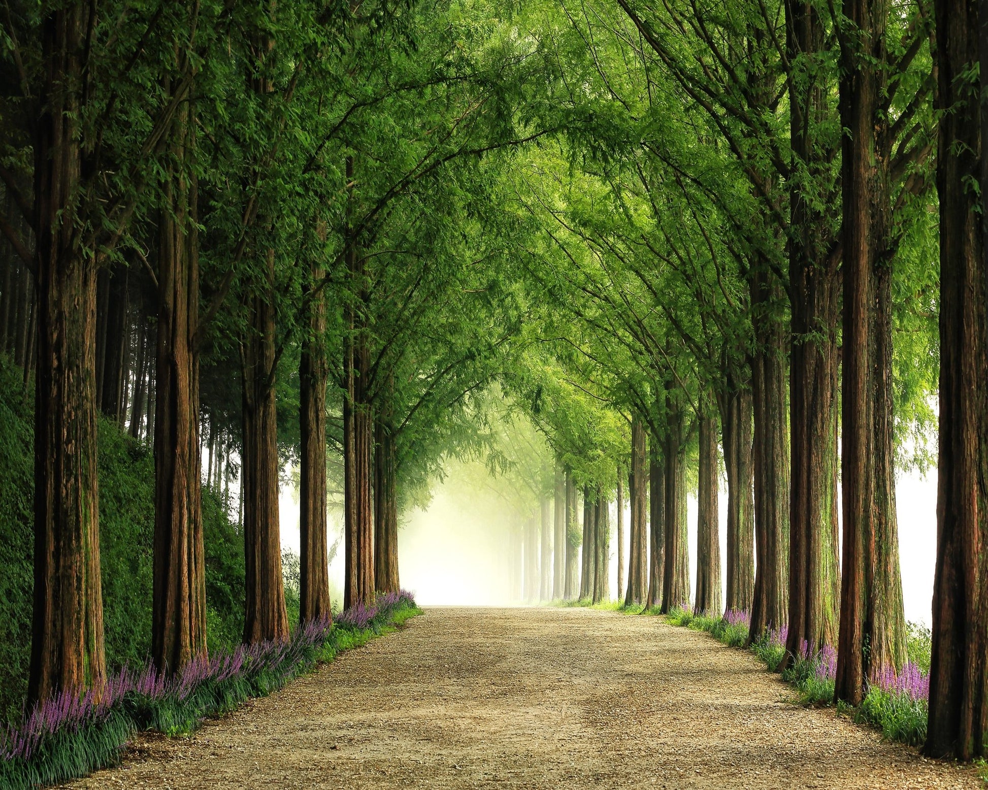 Green Forest Avenue