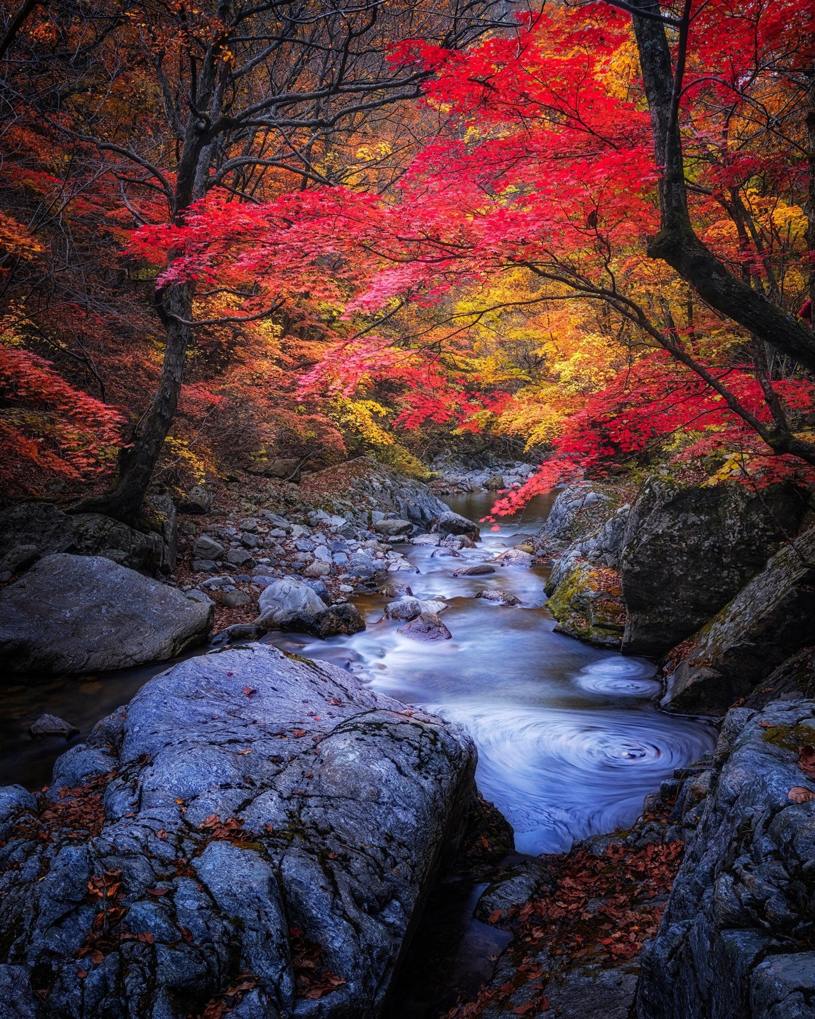 Autumn Stream Forest