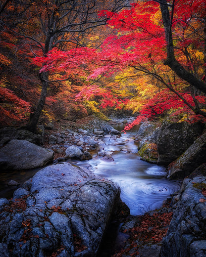 Autumn Stream Forest