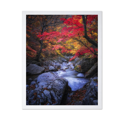 Autumn Stream Forest