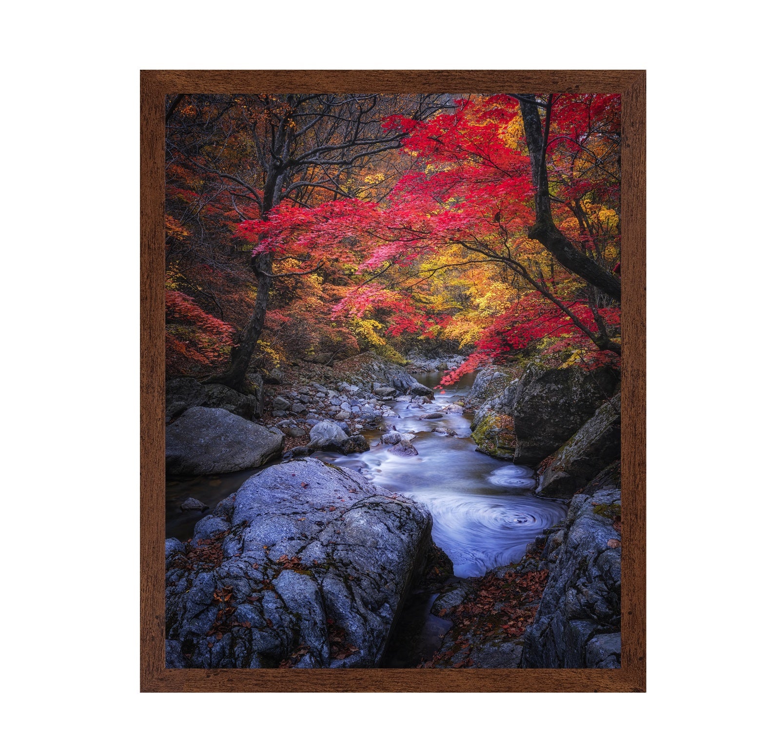 Autumn Stream Forest