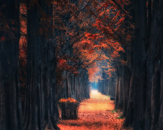 Autumn Forest Path No4