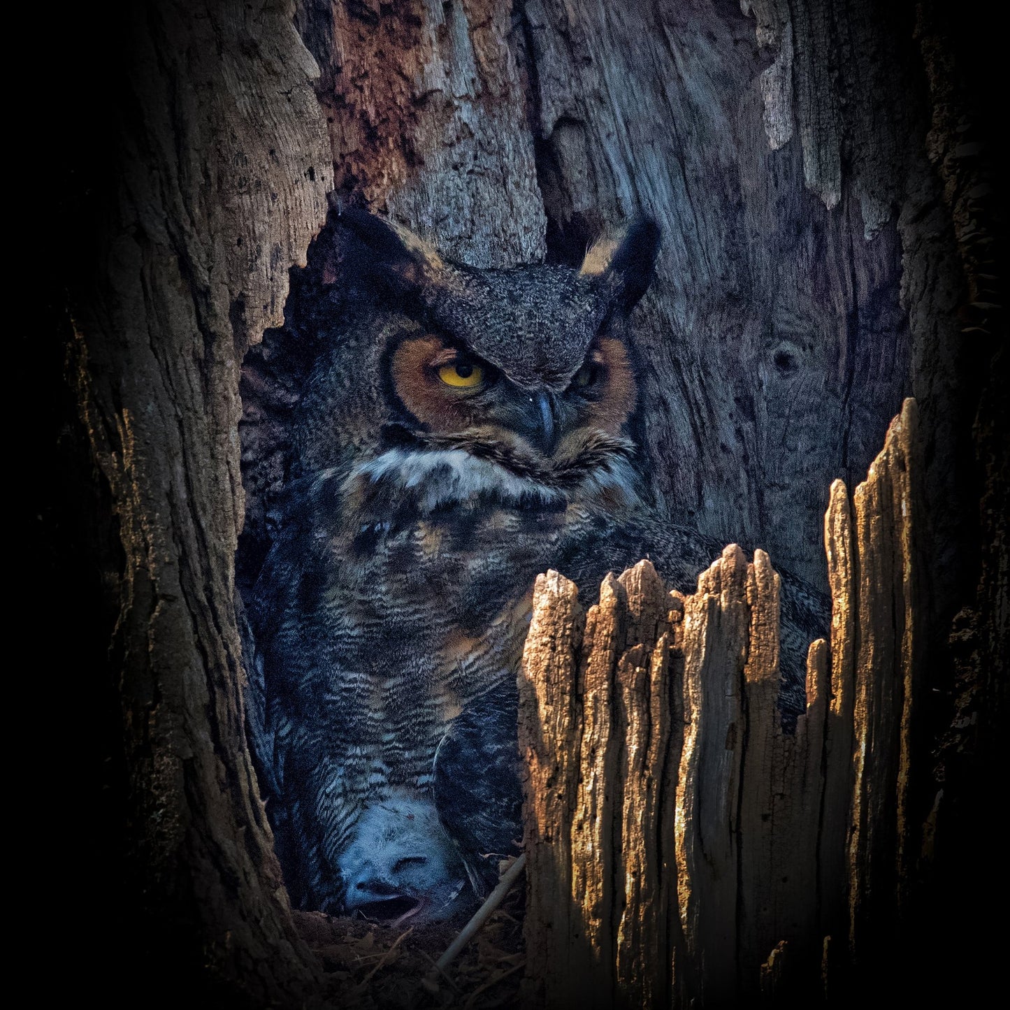 Hidden Owl Gaze