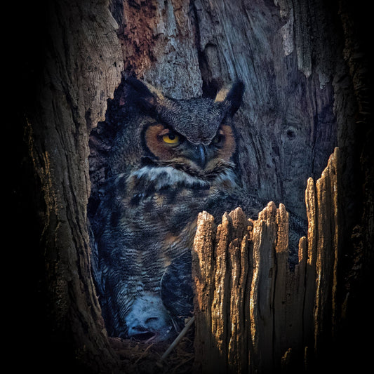 Hidden Owl Gaze