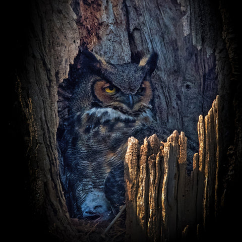 Hidden Owl Gaze
